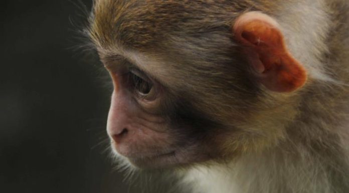 Salud Sonora descarta casos de Mpox o viruela símica en la entidad