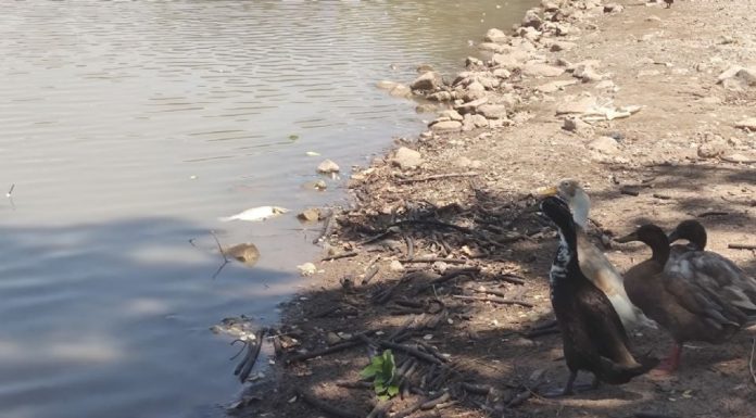 Ayuntamiento implementa acciones ante bajo nivel de agua en la Laguna del Náinari