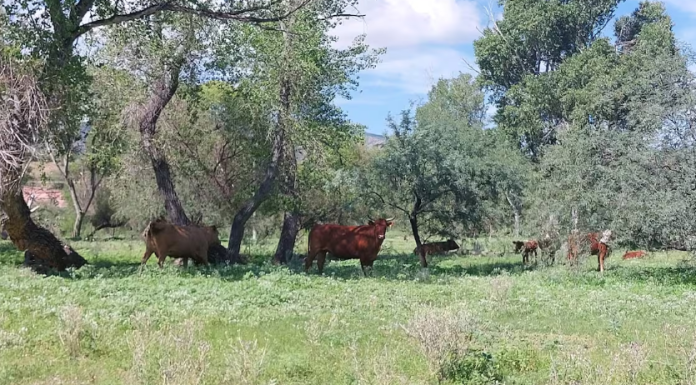 Exigen ganaderos del Valle del Yaqui garantías de seguridad