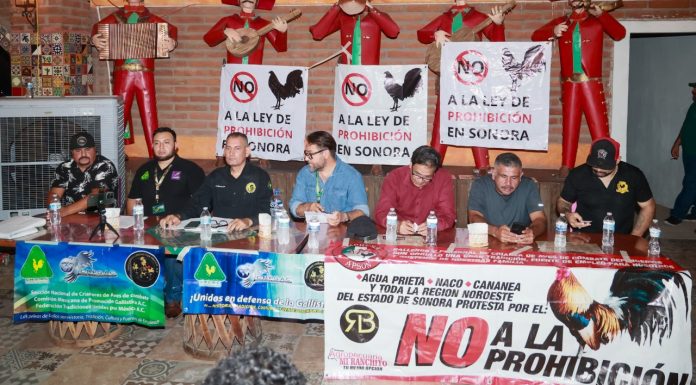Galleros de Sonora se pronuncian contra la prohibición de peleas de gallos