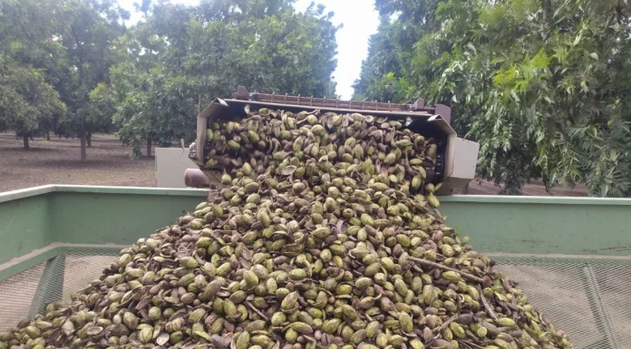 Se preparan para el corte de nuez en el Valle del Yaqui