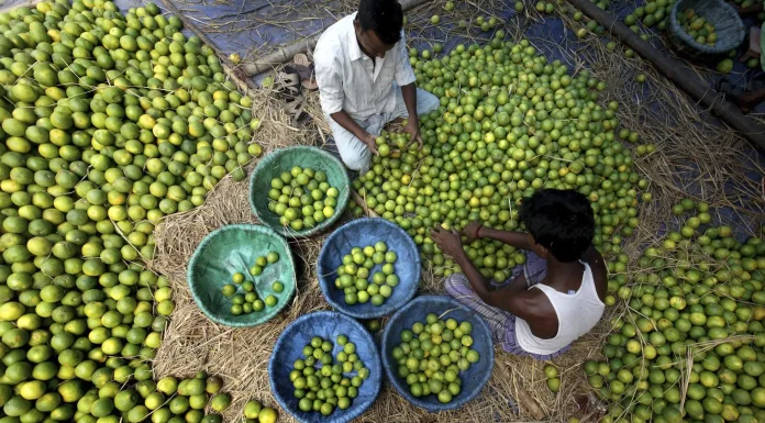 Quince de 32 empacadoras de limón en Apatzingán, Michoacán, mantendrán suspensión de labores