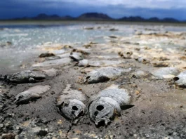 Falta de lluvia seca tres lagunas y mata miles de peces en Chihuahua