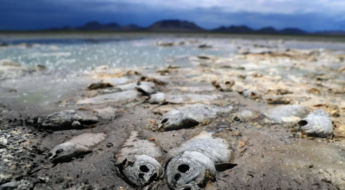 Falta de lluvia seca tres lagunas y mata miles de peces en Chihuahua