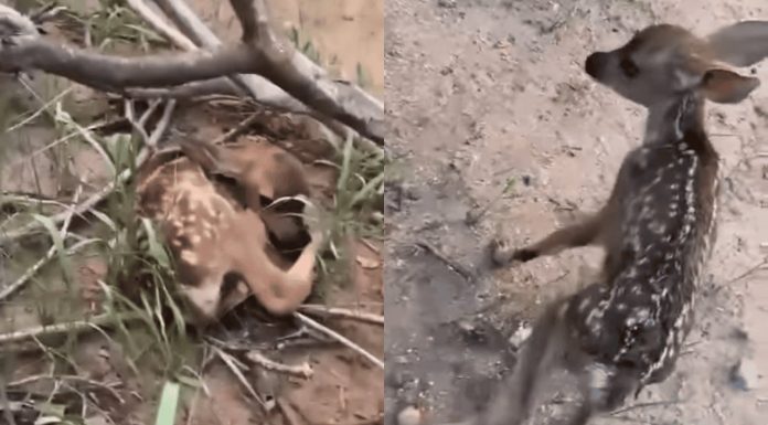 Piden no acercarse a crías de venado en el Cerro del Bachoco