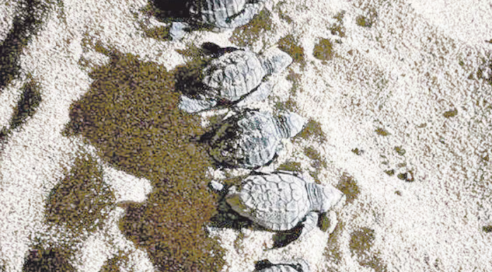 Eclosiona nueva camada de tortugas en Puerto Peñasco
