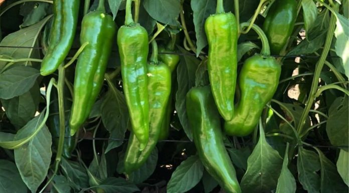 Cae 20% cosecha de chile verde en el estado