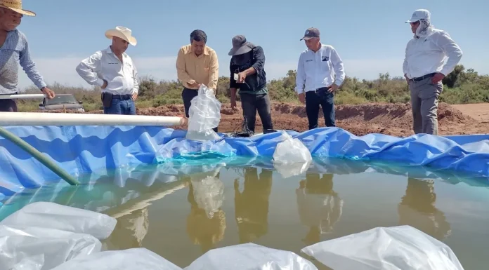 Fortalecen sector ostrícola de la entidad