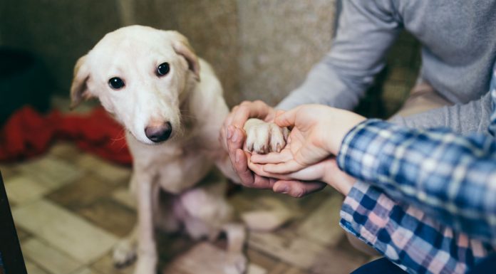 Rescatistas formalizarán su labor a favor de los animales