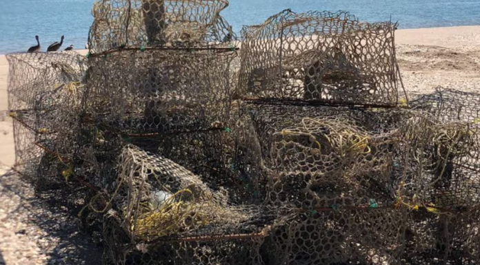 Pescadores pierden el 60% de sus trampas jaiberas en Caborca