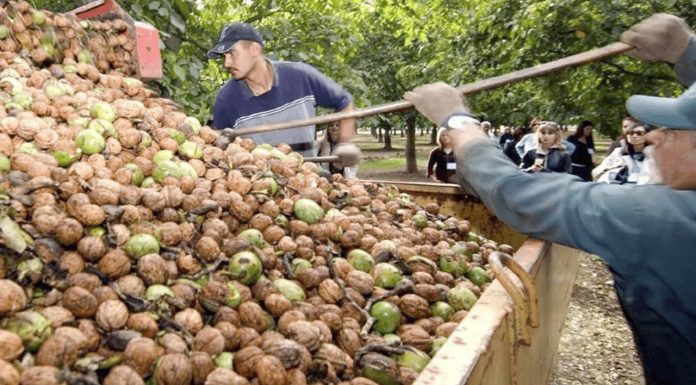 Sequía obliga a agricultores a trabajar en el norte de Sonora