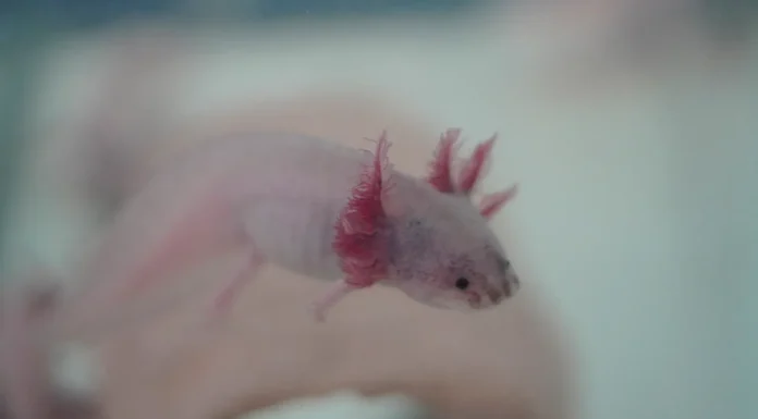 Axolotarium, un santuario creado por jóvenes para el rescate del ajolote mexicano