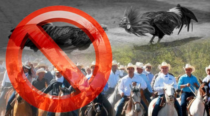 Regulan cabalgatas y prohíben peleas de perros y gallos con Ley de Protección Animal en Sonora