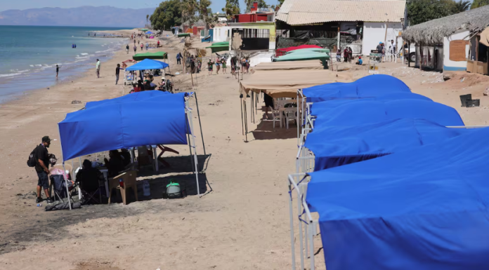 Pretenden regular 500 carpas en Bahía de Kino