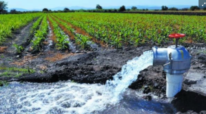 Se debe eficientar uso de agua en cultivos del Valle del Yaqui: Investigador