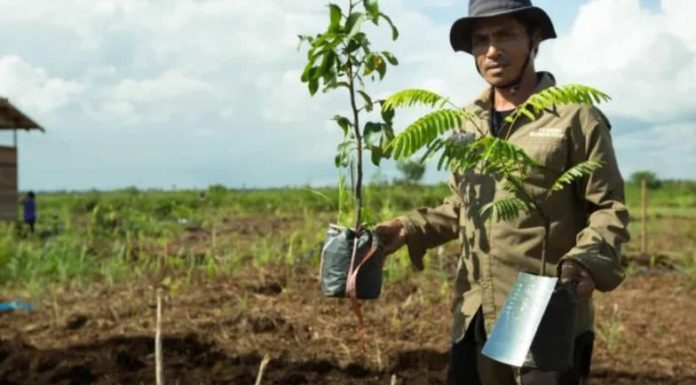 Gobierno de Hermosillo regalará 500 árboles; fecha, hora y requisitos