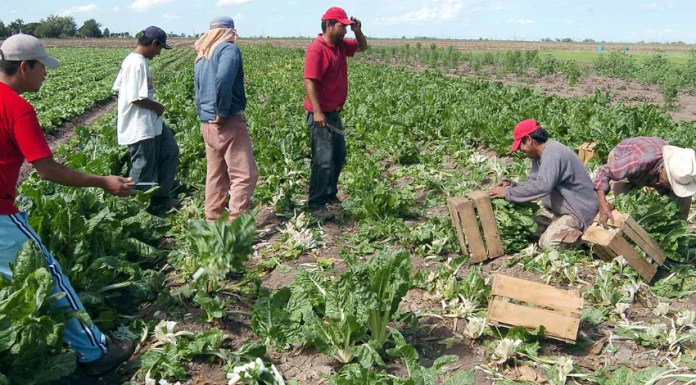 Reducción de siembras por sequía afecta al sector ganadero en Sonora