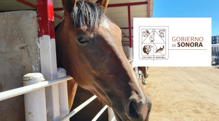 Ley de Protección y Bienestar Animal en Sonora: ¿Qué dice? Conoce las principales prohibiciones