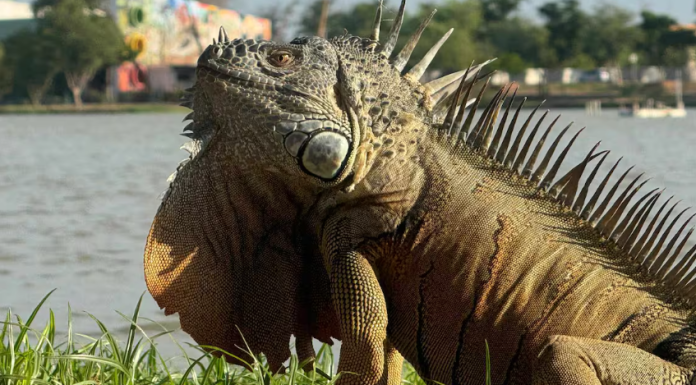 Crece población de iguanas en la Laguna del Náinari: Esto preocupa a especialistas