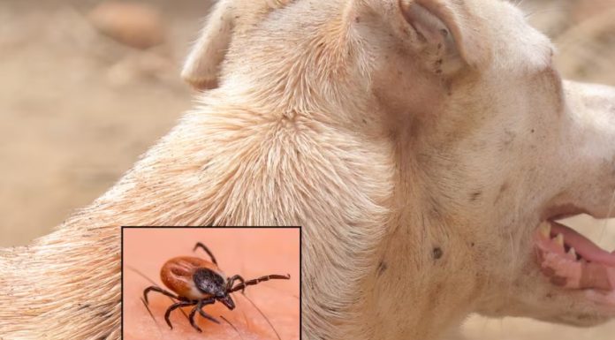 Se registra segundo deceso por rickettsia en Peñasco