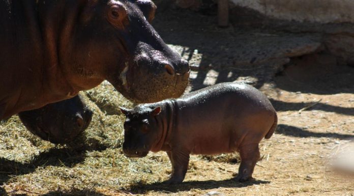 Nace hipopótamo en Centro Ecológico de Sonora por primera vez desde hace 7 años en Hermosillo