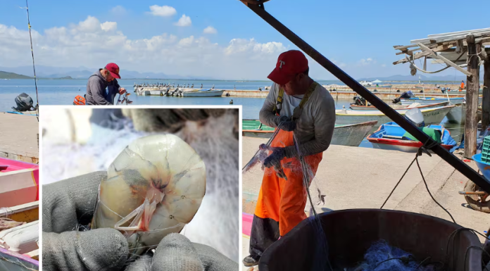 Pesca del camarón en Sonora: Salen hoy en busca del “oro rosado”