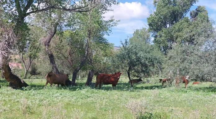 Sequía en Sonora: Mantienen esperanzas ganaderos en lluvias de invierno