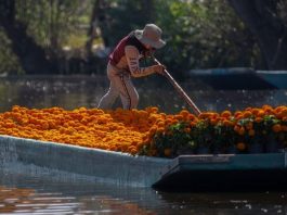 Hay pérdidas incalculables de cempasúchil en Xochimilco