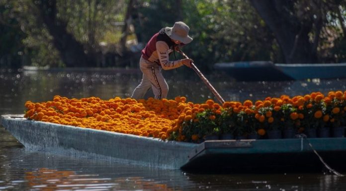 Hay pérdidas incalculables de cempasúchil en Xochimilco