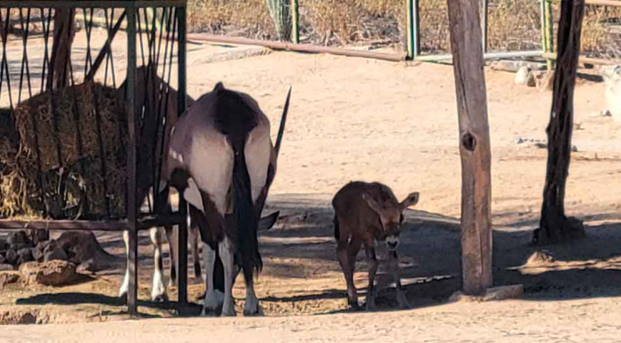 ¡Conoce a ‘Ari’! Oryx del cabo se suma a la familia del Centro Ecológico de Sonora