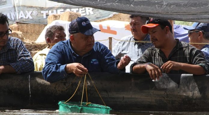 Acuacultores de Sonora esperan cosechar más de 75 mil toneladas de camarón
