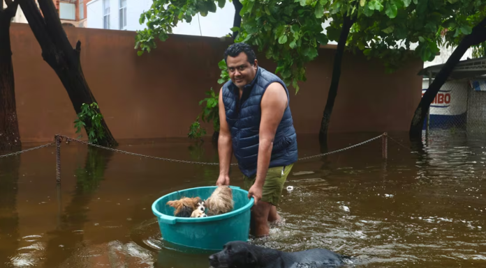 No los dejan en el abandono; acapulqueños rescatan a sus mascotas tras el paso del huracán «John»