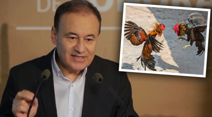 ‘Peleas de gallos no pueden convivir en un estado de vanguardia con energías limpias como Sonora’, contesta Alfonso Durazo