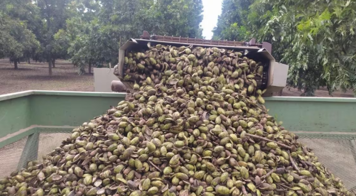 Avanza cosecha de nuez en el Valle del Yaqui