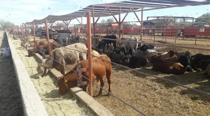 Más de 3 mil cabezas de ganado se comercializaron en Cajeme durante septiembre