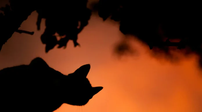 Las 10 mejores películas de Halloween de todos los tiempos