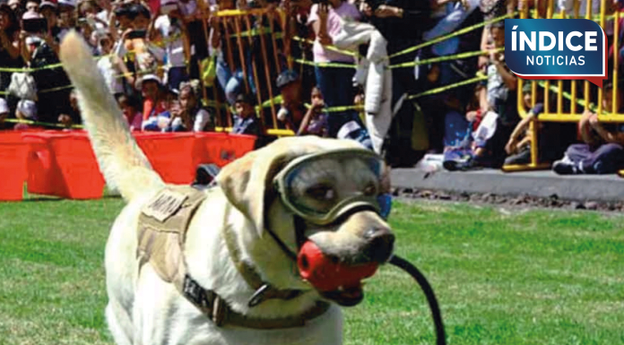 Semblanza en memoria de Frida, la perrita rescatista que nunca vamos a olvidar