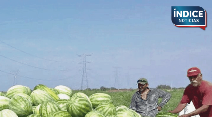 Sonora mantiene su liderazgo en la producción agrícola
