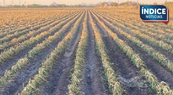 Productores agrícolas al sur de Sonora recibirán apoyo ante sequía