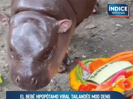 El bebé hipopótamo viral tailandés Moo Deng predice la victoria presidencial de Trump