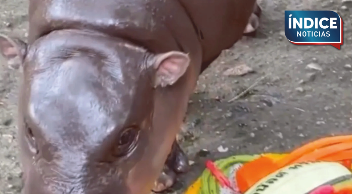 El bebé hipopótamo viral tailandés Moo Deng predice la victoria presidencial de Trump