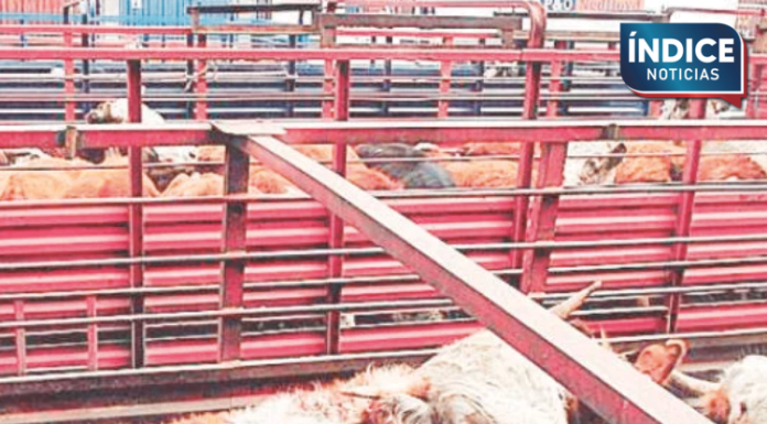 Ganaderos de Sonora esperan reanudar exportaciones la próxima semana tras revisión de EU