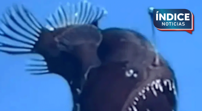revelan de qué tamaño era el pez diablo encontrado cerca de la superficie