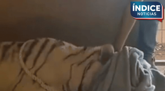 Rescatan a dos tigres en terreno abandonado en Sinaloa