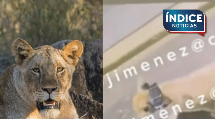 Primero presume a su leona en calles de Iztapalapa y ahora reacciona tras ser exhibido