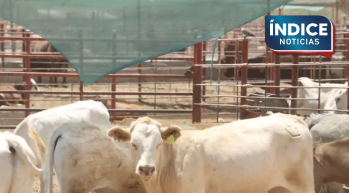 Cierre de fronteras no detiene avance del gusano barrenador: CNA