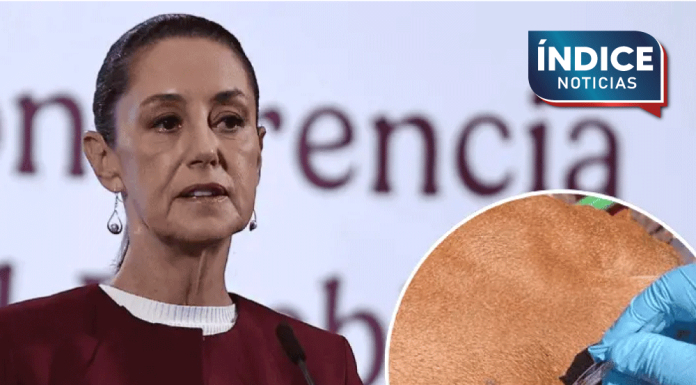 Sheinbaum rechaza freno de EU a importación de ganado mexicano