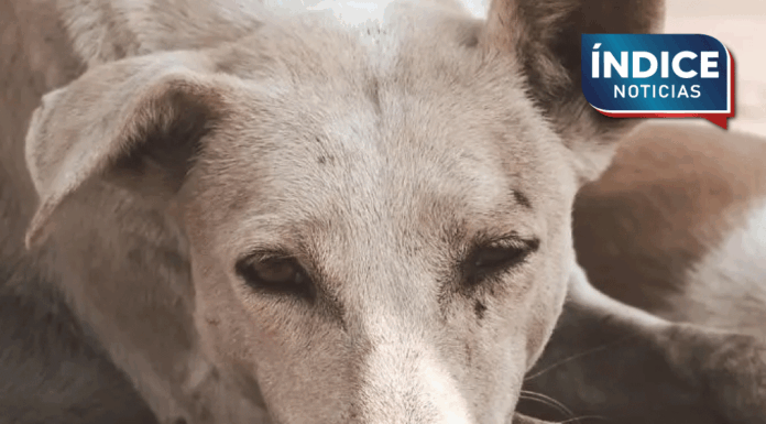 más de 45 perros fueron envenenados en San Luis Potosí y se investiga el caso