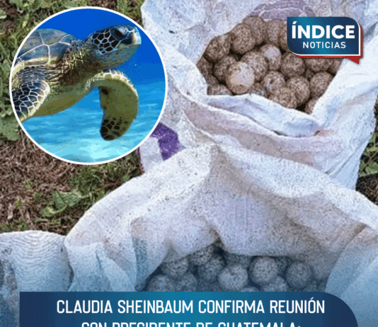 Aseguran más de 5 mil huevos de tortuga marina golfina en costales