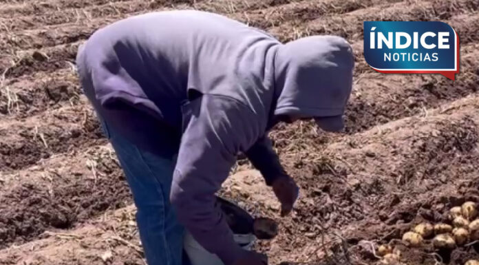 Sader busca ampliar certificación de semilla en Sonora